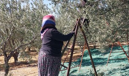 Zeytinden beklenti büyük