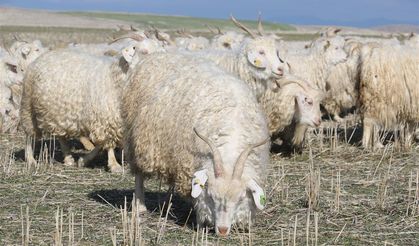 Ankara'nın kadim değeri tiftik keçisi yeniden gözde: Ayaş'ta 3 bin baş yetiştiriliyor