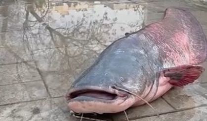 Mersin'de Göksu Nehri'nde yakalanan dev yayın balığı güçlükle kıyıya alındı