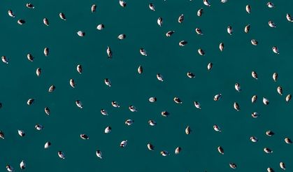 Elmabaş patka ördekleri Salda Gölü'nde havadan görüntülendi