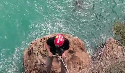 Falezlerde mahsur kalan kediyi film gibi operasyonla kurtardılar