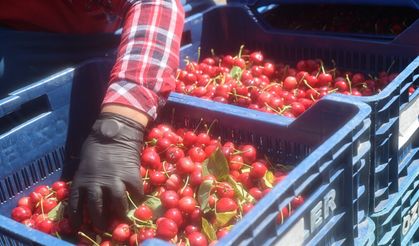 İspanyol kirazı Adana'dan Avrupa'ya ihraç ediliyor