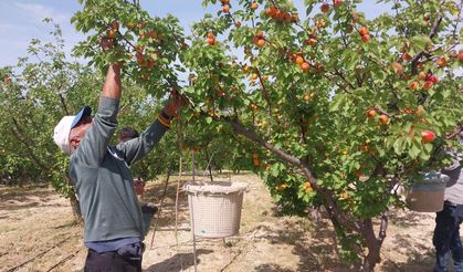 Kayısı hasadı başladı, üretici verimden memnun