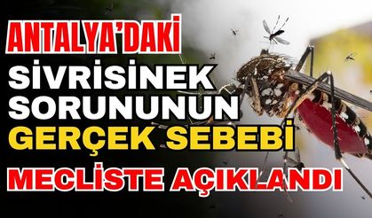 Antalya’daki sivrisinek sorununun gerçek sebebi mecliste açıklandı