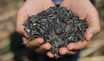 Adana'da yağlık ayçiçeği hasadı başladı