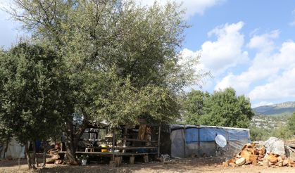 Ağaç keserek ve naylon çadırda ders çalışarak tıp fakültesini kazandı