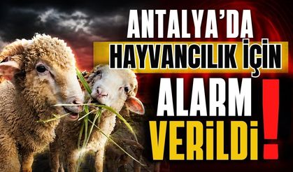 Antalya'da hayvancılık için alarm verildi