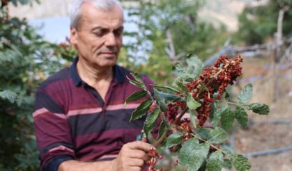 Yabani sumakları aşılanıp üretime kazandırıldı