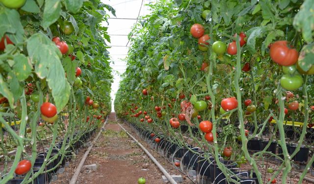 100 ton domates çöp oldu… Antalya’dan uyarı