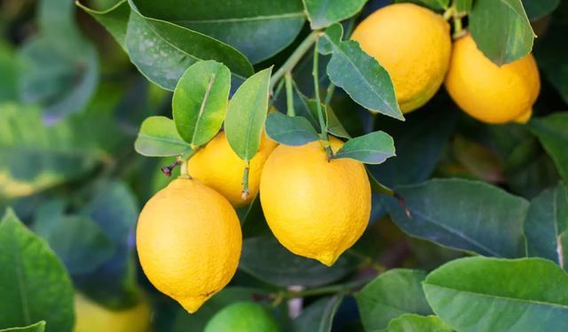 Limonda ihracat yasağı 15 Mayıs'a kadar ertelendi