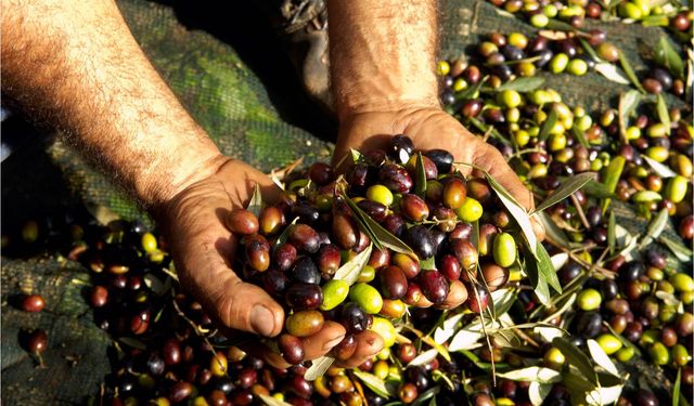 Zeytin üreticisi taban fiyat istiyor