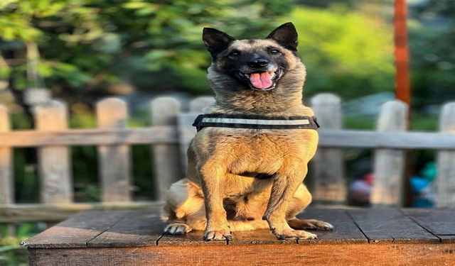 Aydın’ın kahraman köpeği Bob hayatını kaybetti