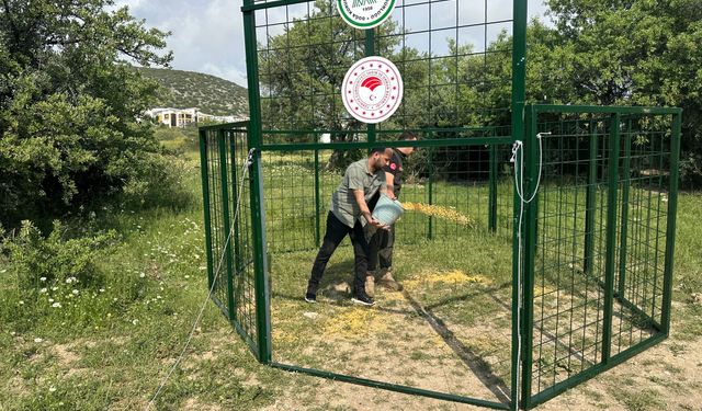 Kuşadası'nda yaban domuzlarıyla mücadele