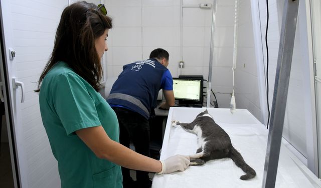 Kuşadası’nda 5’inci kattan düşen kediye belediye başkanı el uzattı