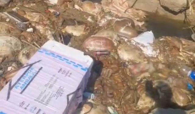 Adana’daki görüntü şaşkınlık yarattı… Kanallar bayramda çöplüğe döndü