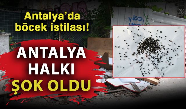 Antalya’da böcek istilası büyüyor! Vatandaşlar Büyükşehir Belediyesi’ne seslendi