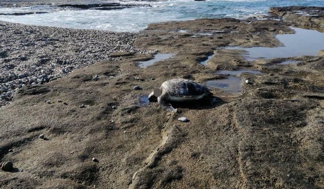 Gazipaşa’da koruma altındaki caretta caretta başı kesik halde bulundu