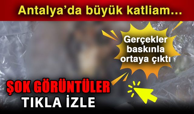 Antalya’da büyük katliam… Gerçekler baskınla ortaya çıktı