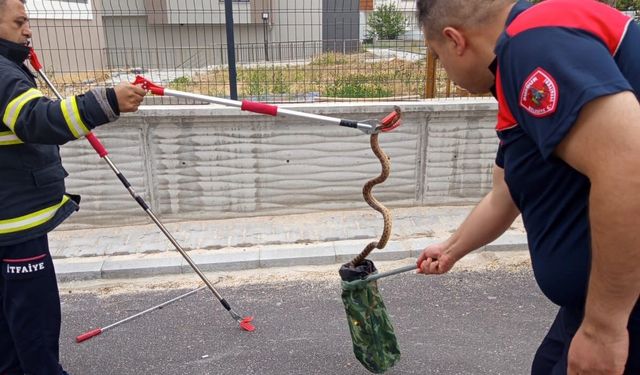 Otoparkta yakalanan yılan doğaya salındı