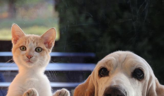 Sevimli oldukları kadar masraflılar! Evcil kedi beslemenin maliyeti ne kadar?