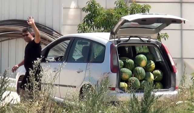 Tarladaki karpuzları vatandaşa ücretsiz dağıttı