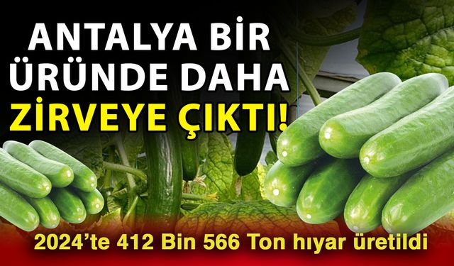 Antalya bir üründe daha zirveye çıktı! 2024’te 412 Bin 566 Ton hıyar üretildi