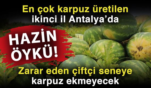 En çok karpuz üretilen ikinci il Antalya’da hazin öykü! Zarar eden çiftçi seneye karpuz ekmeyecek