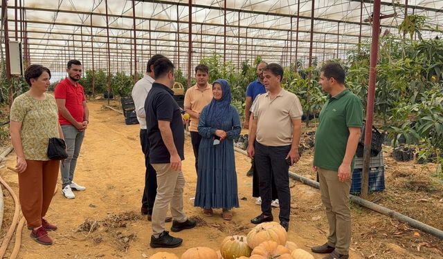 30 yıl önce deneme amaçlı dikilmişti bugün 300 dönümden fazla alanda üretiliyor