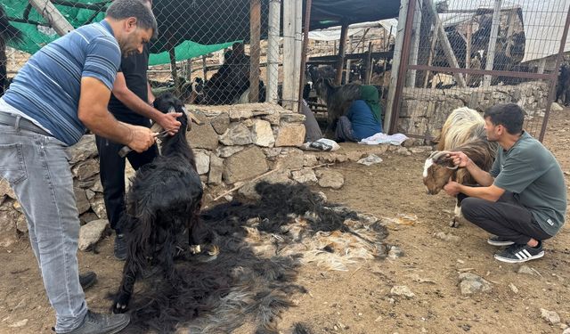 Yörük kültürü 'keçi kıl kırkımı' geleneği Antalya'da yüzyıllardır yaşatılıyor
