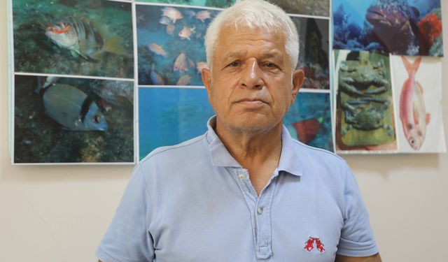Balon balığı Akdeniz’in doğal popülasyonu haline geldi