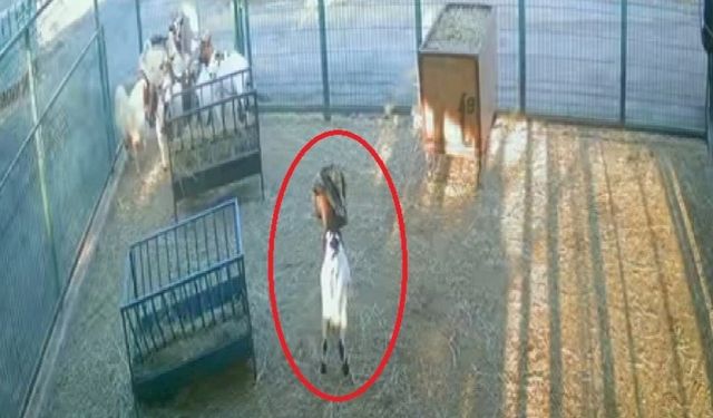 Yerdeki poşeti başına geçiren cüce keçi, diğer keçilerin kabusu oldu
