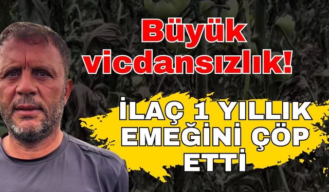 Domates serasında büyük vicdansızlık! Ot ilacı ile bir yıllık emeği çöp oldu