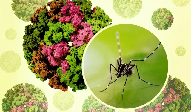 Uzmanından uyarı: "Chikungunya virüsü için telaş edilecek bir şey yok"
