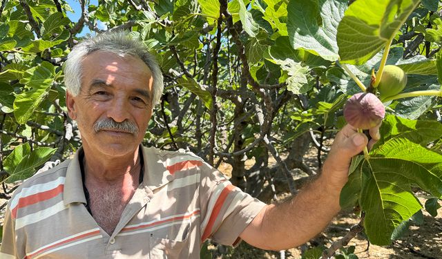 Antalya'da 800 rakımdan gelen lezzette üzen haber