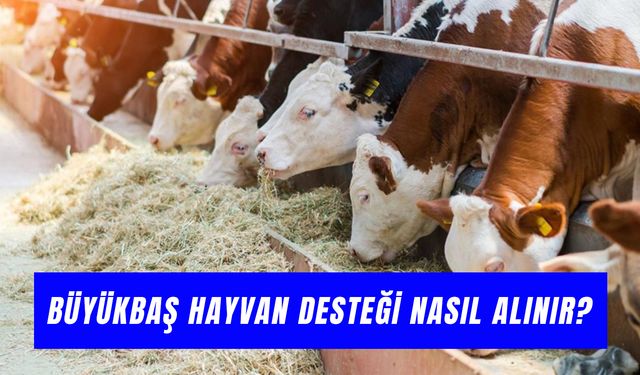 Büyükbaş Hayvan Desteği Nasıl Alınır? Başvuru Süreci Hakkında Tüm Detaylar…