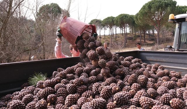 Koçarlı'da çam fıstığı üreticileri kıyasıya yarışacak