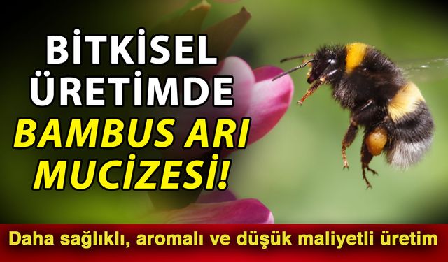 Bitkisel üretimde bambus arı mucizesi! Daha sağlıklı, aromalı ve düşük maliyetli üretim