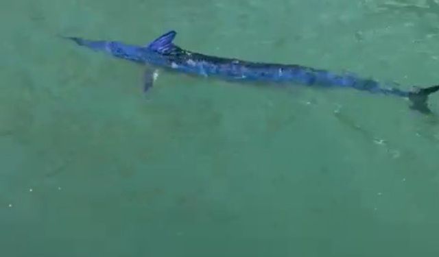 Bodrum’da skandal olay! Nesli tükenme tehlikesi altındaki balığı zıpkınla vurdu!