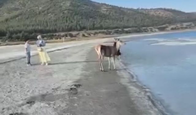 Salda Gölü çevresi kızıl geyik yuvası oldu