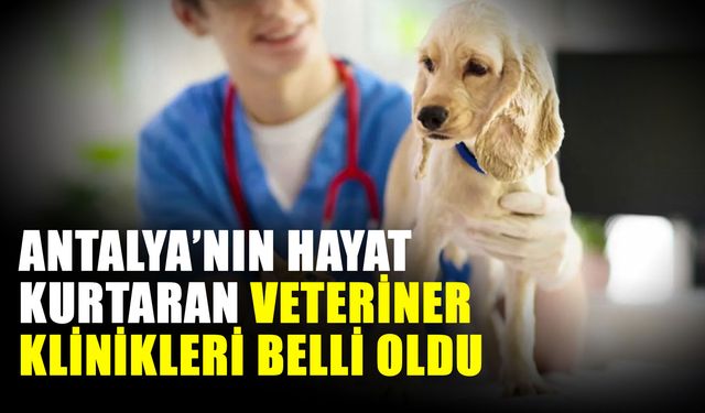 Antalya’nın hayat kurtaran veteriner klinikleri belli oldu