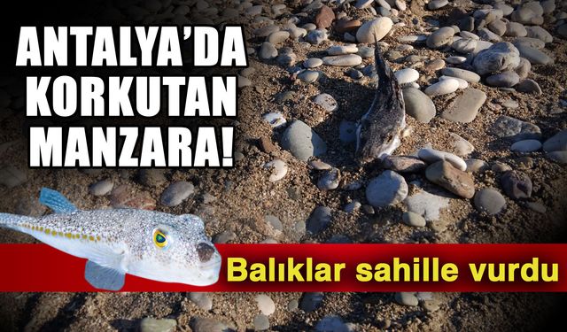 Antalya’da korkutan manzara! Balıklar sahile vurdu