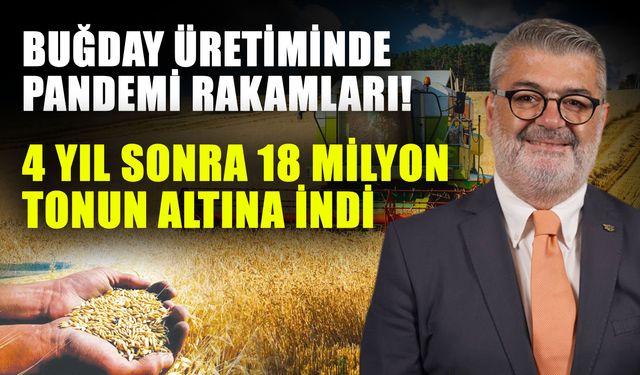 Buğday üretiminde pandemi rakamları! 4 yıl sonra 18 milyon tonun altına indi
