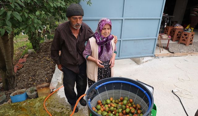 Büyükşehir’in ceviz soyma makineleri üreticilerin hizmetinde
