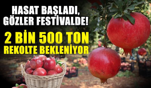 Hasat başladı, gözler festivalde! 2 bin 500 ton rekolte bekleniyor