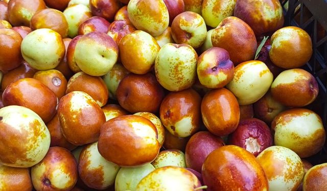 Güdül'de şifa kaynağı hünnap meyvesinin hasadı başladı