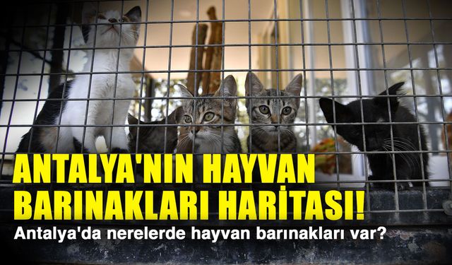 Antalya'nın hayvan barınakları haritası! Antalya'da nerelerde hayvan barınakları var?