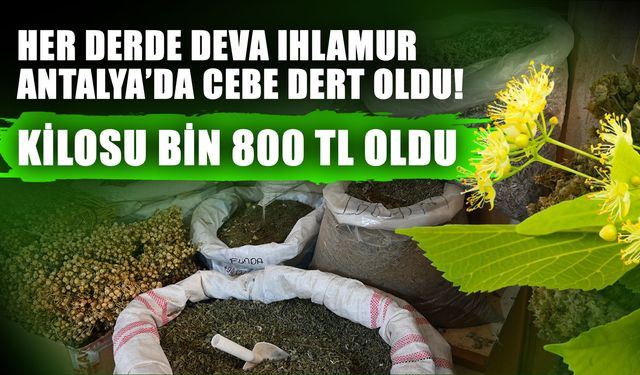 Her derde deva Ihlamur Antalya’da cebe dert oldu! Kilosu bin 800 TL oldu