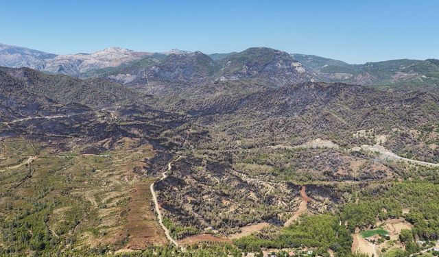 Muğla’da yanan ormanlar yeniden yeşerecek!