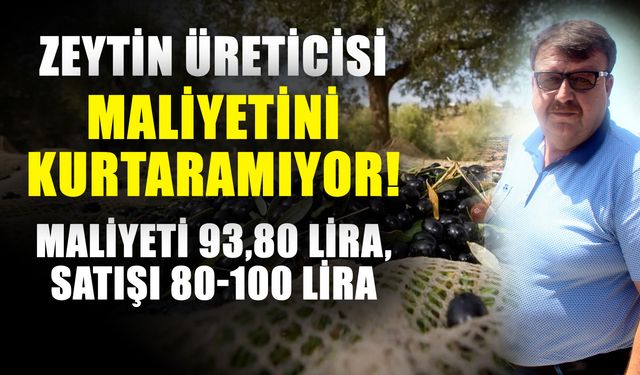 Zeytin üreticisi maliyetini kurtaramıyor! Maliyeti 93,80 Lira, satışı 80-100 Lira