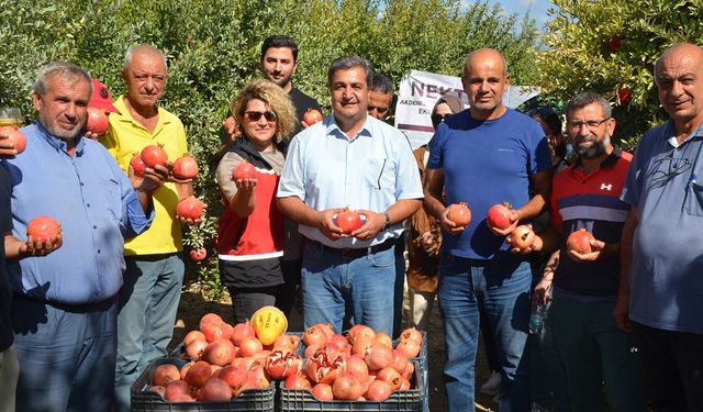 Antalya’da nar hasadı… 34 bin 350 ton nar üretimi bekleniyor